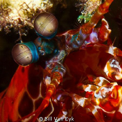 Mantis Shrimp by Bill Van Eyk 